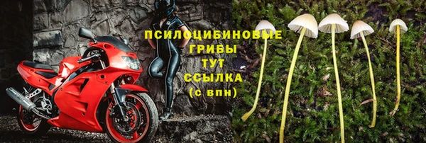 индика Аркадак